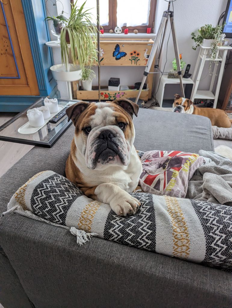 Tom D' Elsass Keening